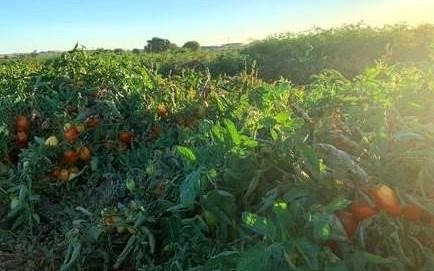 Discovery Increases Likelihood of Growing Food Despite Drought